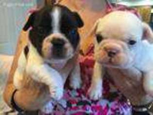 French Bulldog Puppy for sale in Creal Springs, IL, USA