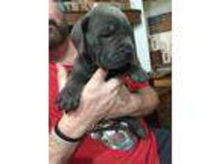Cane Corso Puppy for sale in Morristown, TN, USA