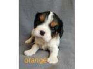 Cavalier King Charles Spaniel Puppy for sale in Holden, MO, USA