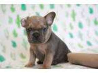 French Bulldog Puppy for sale in Grand Rapids, MI, USA