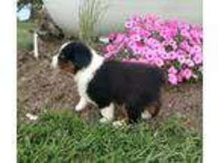 Australian Shepherd Puppy for sale in Washington, IN, USA