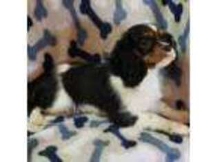 Cavalier King Charles Spaniel Puppy for sale in Kodak, TN, USA
