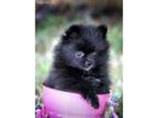 Pomeranian Puppy for sale in Waycross, GA, USA