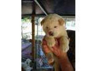 Akita Puppy for sale in Thomaston, GA, USA