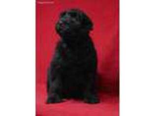 Black Russian Terrier Puppy for sale in Abilene, TX, USA