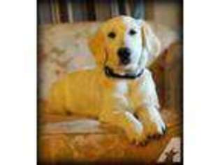 Golden Retriever Puppy for sale in BROWNSVILLE, OR, USA