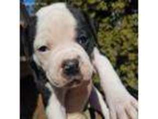 American Bulldog Puppy for sale in Bellevue, NE, USA