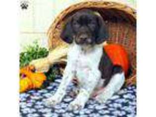 German Shorthaired Pointer Puppy for sale in Leola, PA, USA