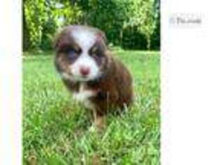 Miniature Australian Shepherd Puppy for sale in Fayetteville, AR, USA