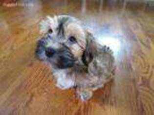 Havanese Puppy for sale in Denver, CO, USA