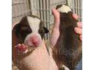 Pembroke Welsh Corgi Puppy for sale in Westland, MI, USA