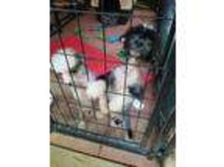 Chinese Crested Puppy for sale in Oakwood, GA, USA