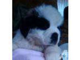 Saint Bernard Puppy for sale in GRANT, AL, USA