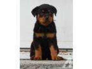 Rottweiler Puppy for sale in ANACONDA, MT, USA