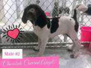 German Shorthaired Pointer Puppy for sale in Bloomington, IN, USA