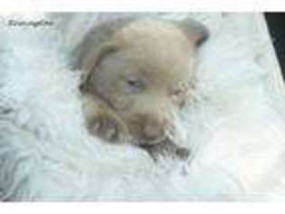 Labrador Retriever Puppy for sale in Byron, GA, USA
