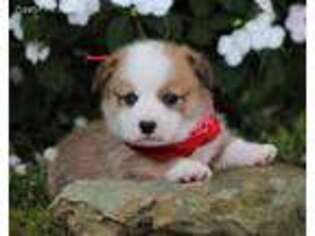 Pembroke Welsh Corgi Puppy for sale in Liberty, KY, USA