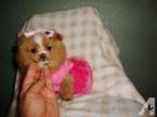 Pomeranian Puppy for sale in IRVING, TX, USA