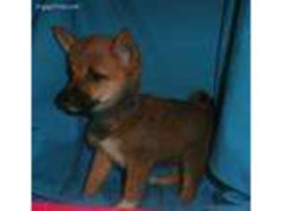 Shiba Inu Puppy for sale in Marengo, IA, USA