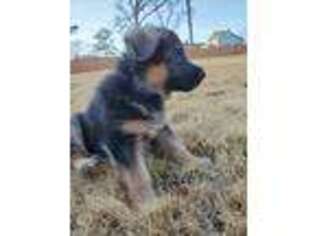 German Shepherd Dog Puppy for sale in Lithia Springs, GA, USA