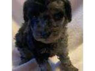 Mutt Puppy for sale in Eden, MD, USA