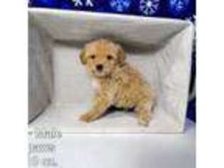 Mutt Puppy for sale in Stilwell, OK, USA