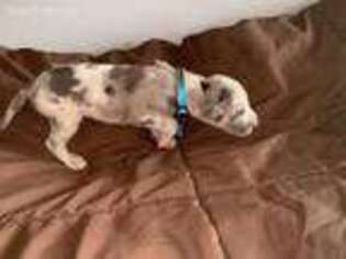 Great Dane Puppy for sale in Palestine, TX, USA