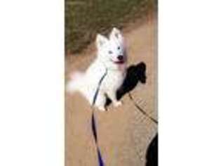 Samoyed Puppy for sale in Keansburg, NJ, USA