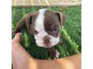 Bulldog Puppy for sale in Belen, NM, USA