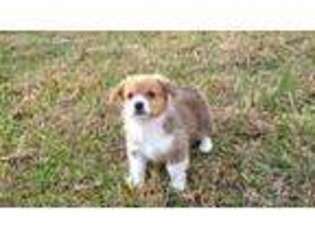 Pembroke Welsh Corgi Puppy for sale in Dahlonega, GA, USA