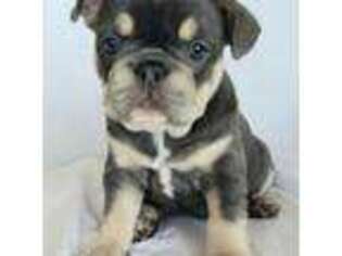 French Bulldog Puppy for sale in Miami, FL, USA