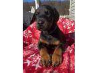 Doberman Pinscher Puppy for sale in Mechanicsburg, PA, USA