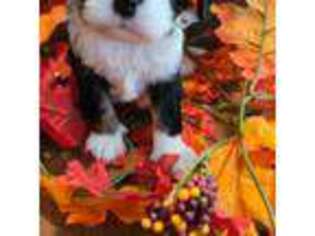 Cavalier King Charles Spaniel Puppy for sale in Springfield, IL, USA