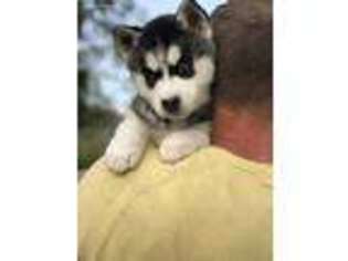 Siberian Husky Puppy for sale in Kent, WA, USA