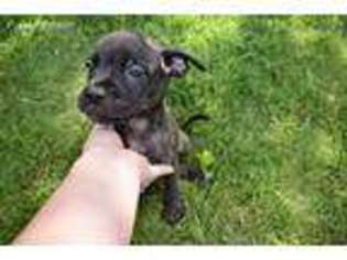 Bullmastiff Puppy for sale in Tuscaloosa, AL, USA