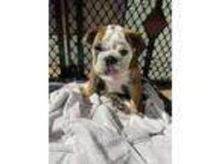 Bulldog Puppy for sale in Longwood, FL, USA
