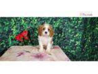 Cavalier King Charles Spaniel Puppy for sale in Fort Wayne, IN, USA