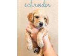 Goldendoodle Puppy for sale in Melba, ID, USA