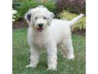 Portuguese Water Dog Puppy for sale in Mill Hall, PA, USA