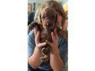 Mutt Puppy for sale in Stanton, AL, USA