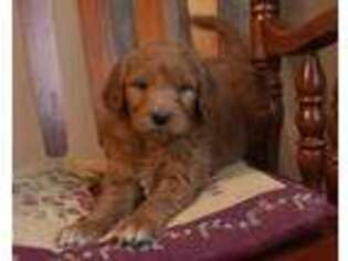 Goldendoodle Puppy for sale in Corsica, SD, USA