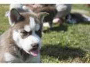 Siberian Husky Puppy for sale in Athens, OH, USA