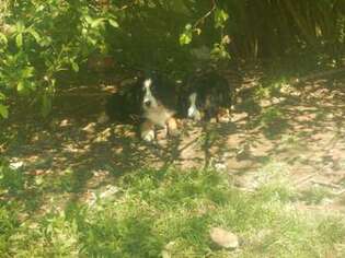Bernese Mountain Dog Puppy for sale in Hilham, TN, USA