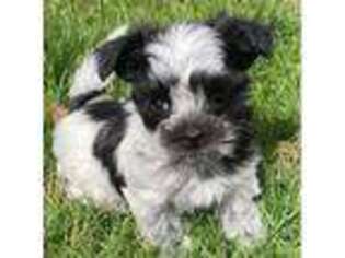 Mi-Ki Puppy for sale in Weiser, ID, USA