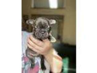 French Bulldog Puppy for sale in Peculiar, MO, USA