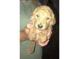 Goldendoodle Puppy for sale in Paragould, AR, USA
