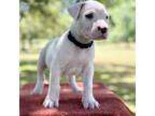 Dogo Argentino Puppy for sale in Magnolia, AR, USA