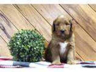 Goldendoodle Puppy for sale in Cambridge, OH, USA