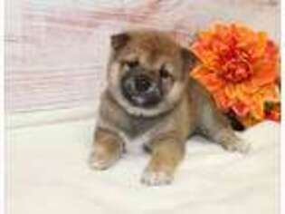 Shiba Inu Puppy for sale in Sioux Falls, SD, USA
