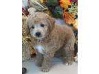 Cavapoo Puppy for sale in Ladson, SC, USA